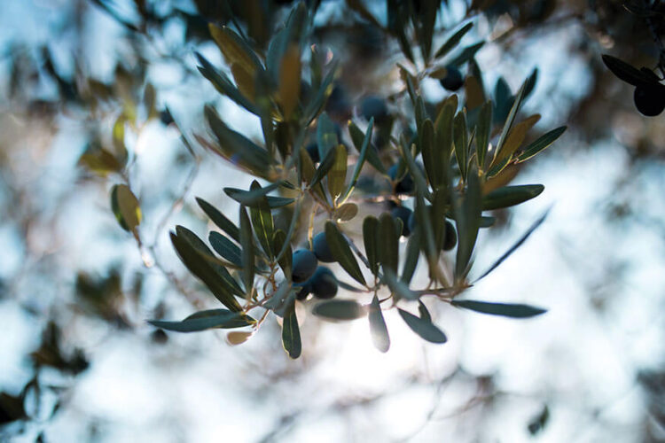 come-si-produce-olio-extravergine-di-oliva come-si-produce-olio-extravergine-di-oliva
