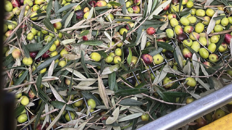 Cosa rende un buon raccolto stagionale delle olive