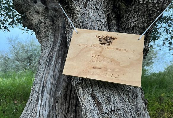 olive tree name plate